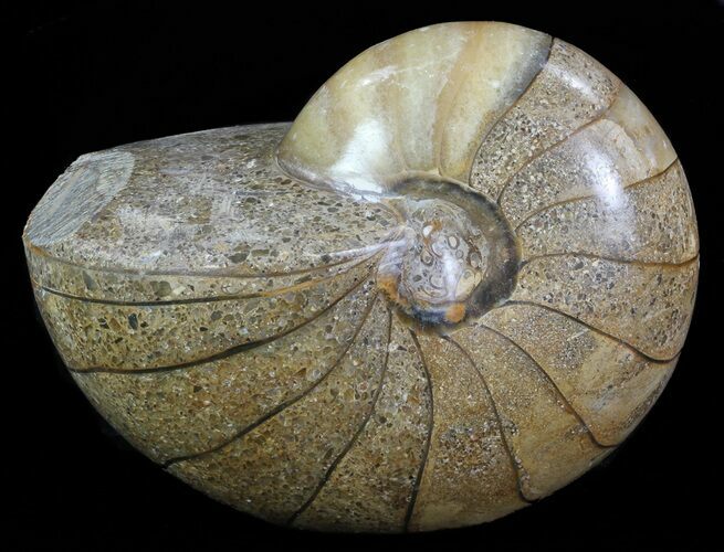 Polished Nautilus Fossil - Madagascar #67914